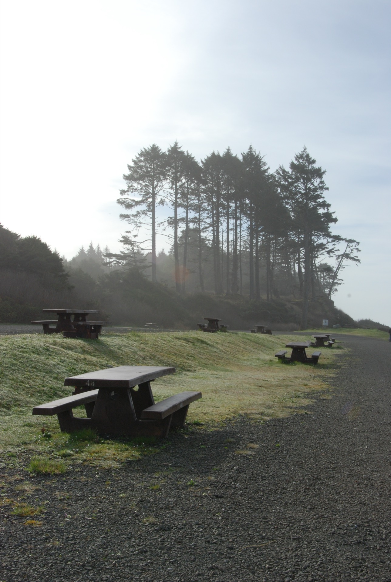 Picnic tables and tent campsites at South Beach Campground in Olympic National Park, Washington, surrounded by coastal forest