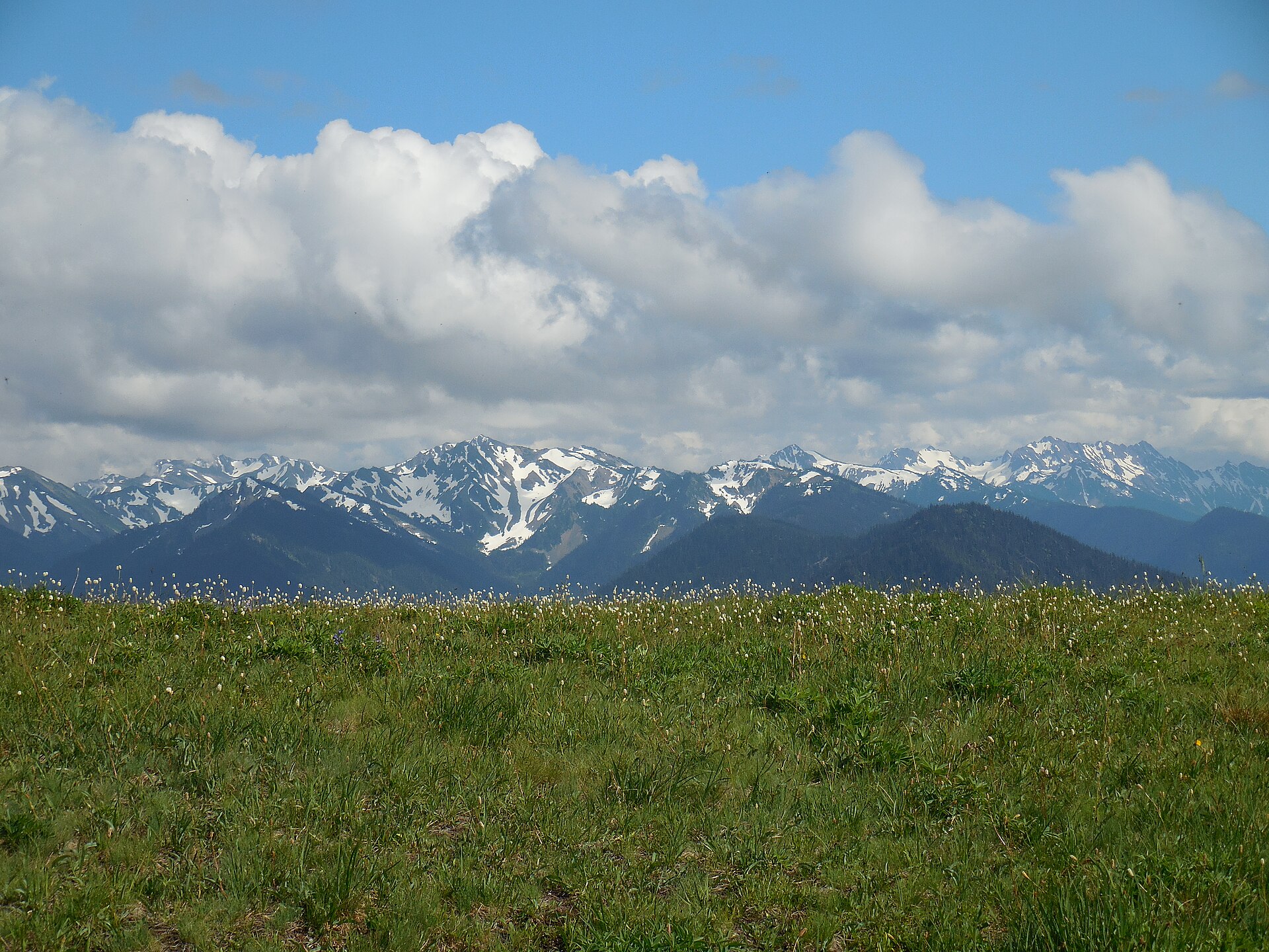 Alpine meadows stretching along Hurricane Ridge in Olympic National Park, Washington, with snow-capped Olympic Mountain peaks visible in the background