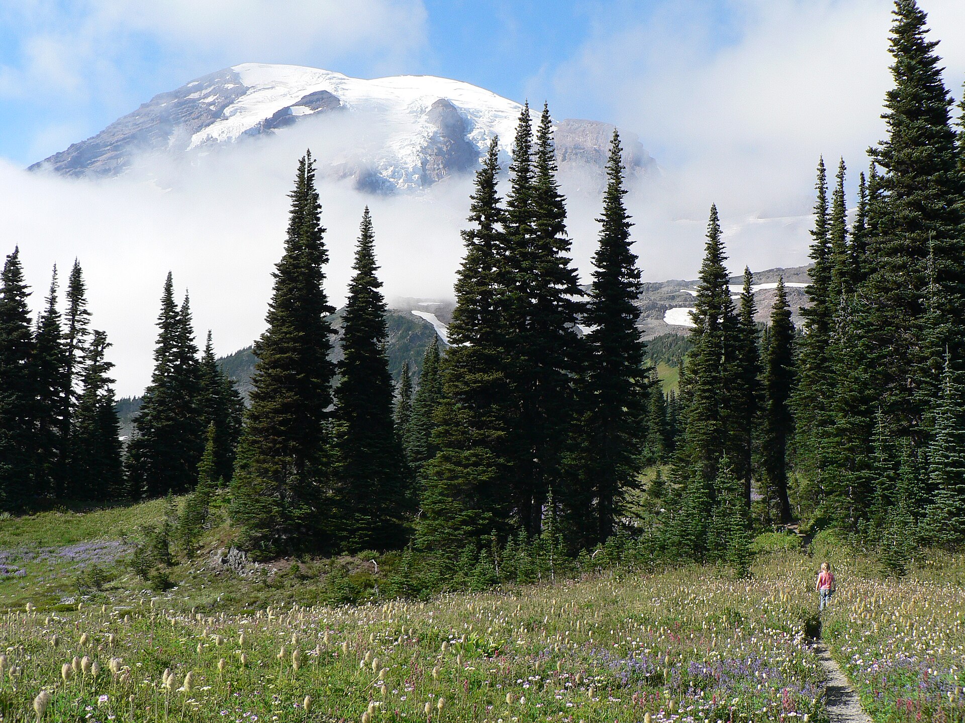 Hiker walking through a wildflower meadow on the Lakes Trail at Mount Rainier National Park, Washington, with snow-capped peak visible through fir trees