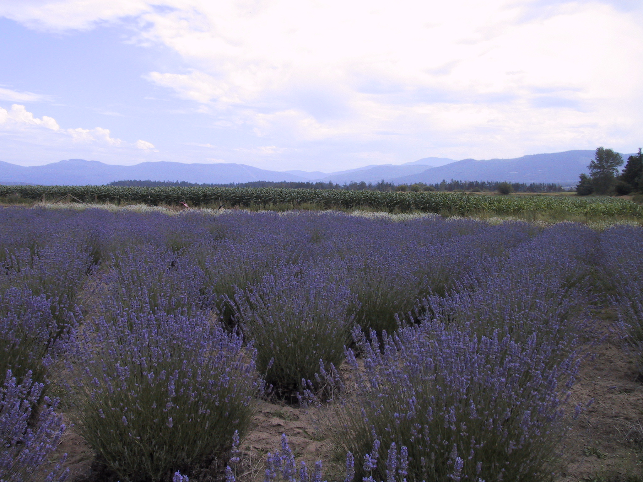 Rows of purple lavender in bloom at a Sequim, Washington farm with the Olympic Mountains visible in the distance