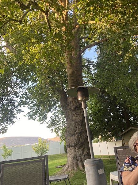 Second Largest Sycamore in Yakima