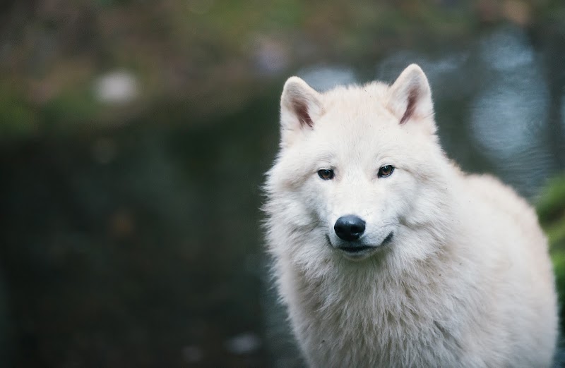 Northwest Trek Wildlife Park