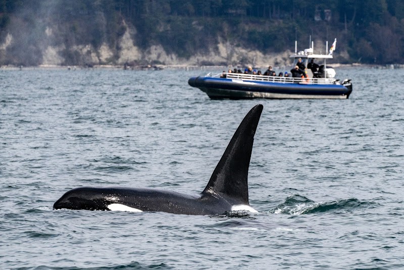 Blue Kingdom Whale & Wildlife Tours