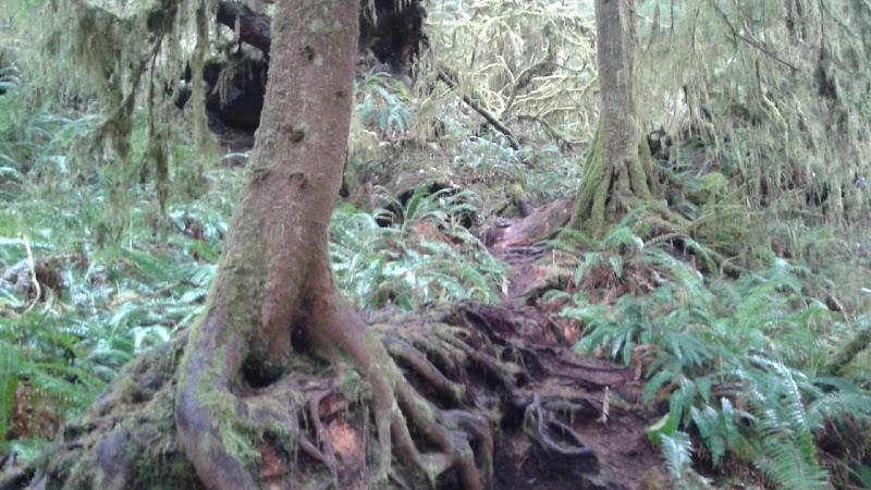 Cheryl's Northwest Tours LLC