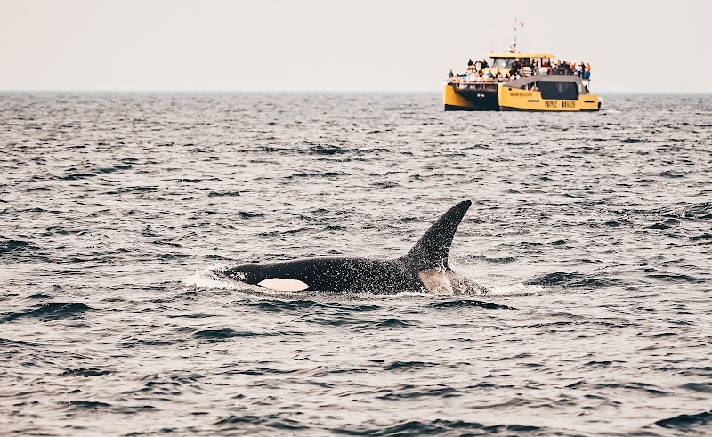 Prince of Whales Whale & Marine Wildlife Adventures Victoria
