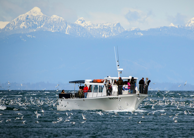 San Juan Safaris - Whale Watching