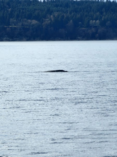 Seattle Orca Whale Watching
