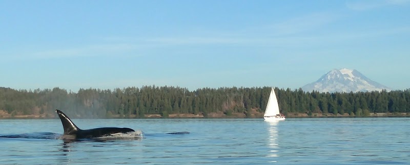 South Sound Sailing Tours