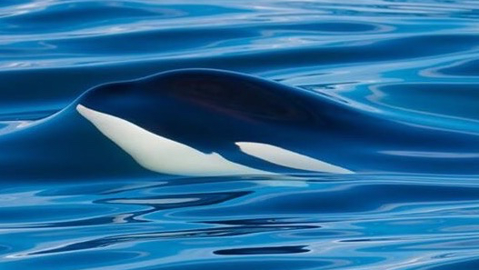 Spirit of Orca Whale Watching, Wildlife, & Birding Tours