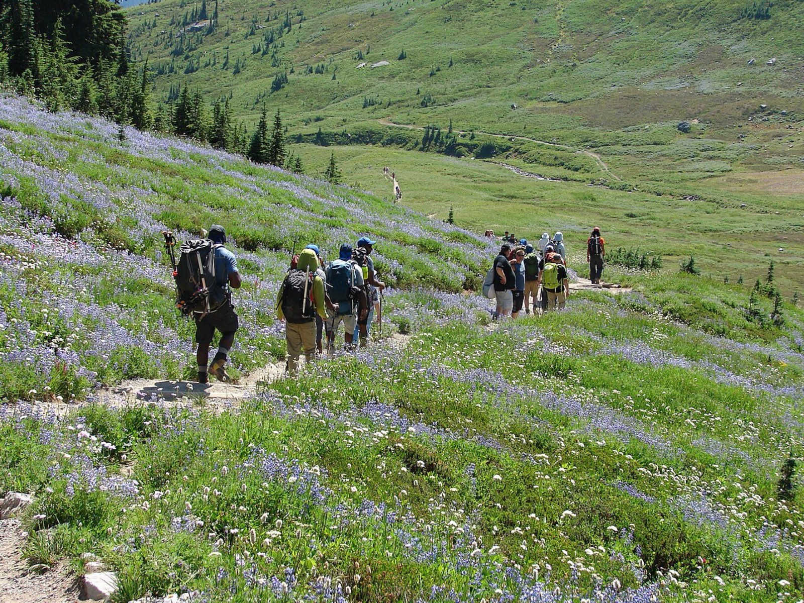 Hikers on a trail winding through a wildflower meadow at Paradise in Mount Rainier National Park, Washington, with subalpine blooms covering the open slopes