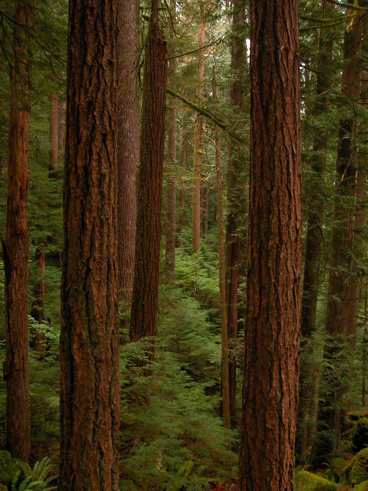 Ancient trees and ferns in the temperate rainforest of Olympic National Park