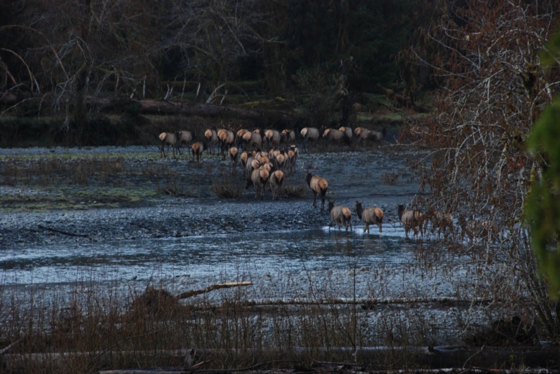 Roosevelt elk crossing a river in Olympic