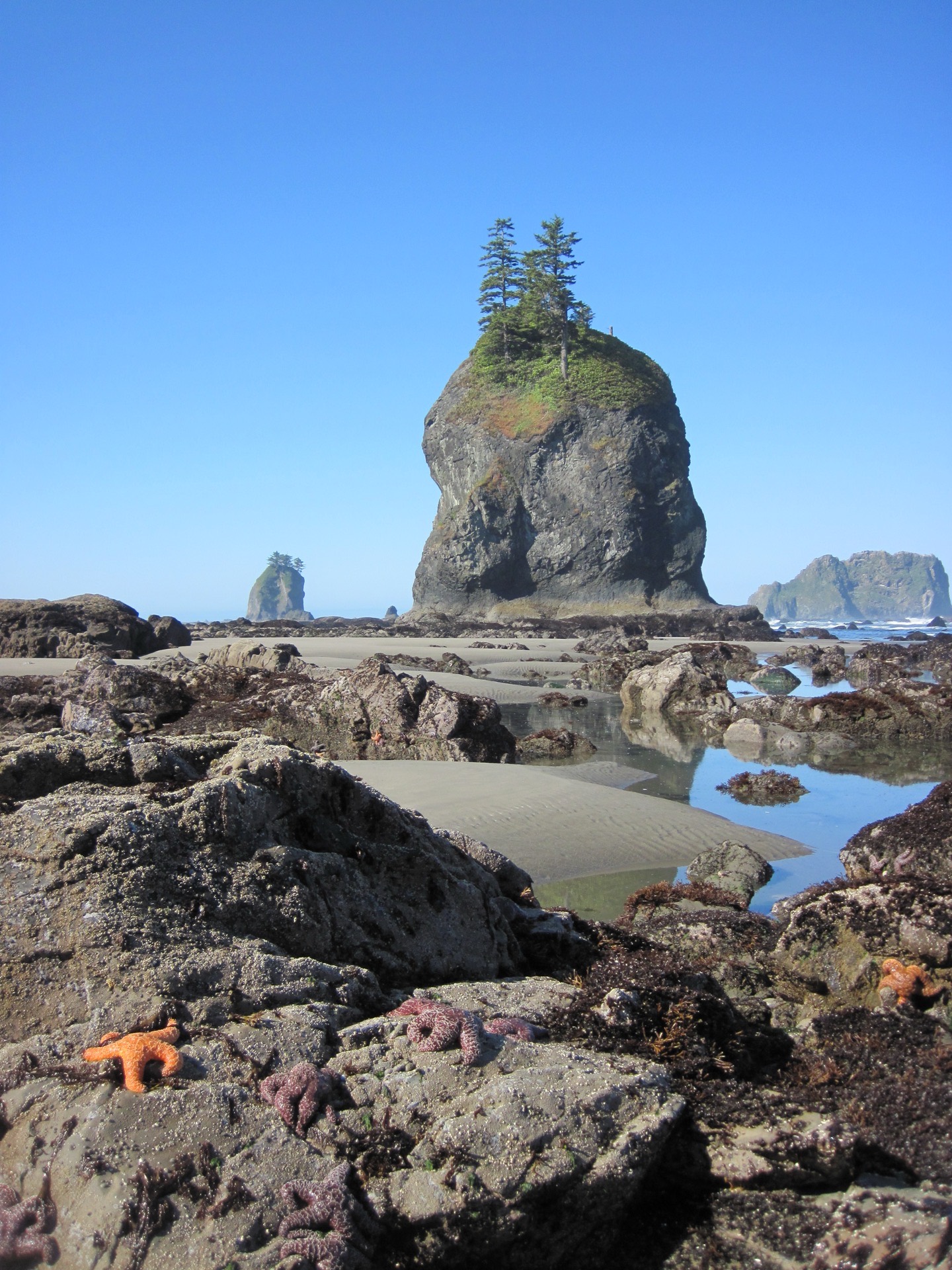 Tide pools with sea stars on the Olympic coast