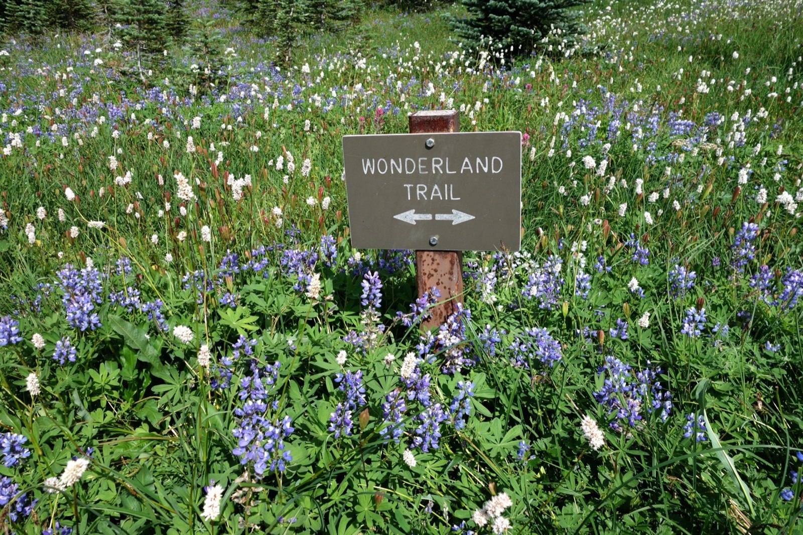 Hiking through wildflower meadows on the Wonderland Trail