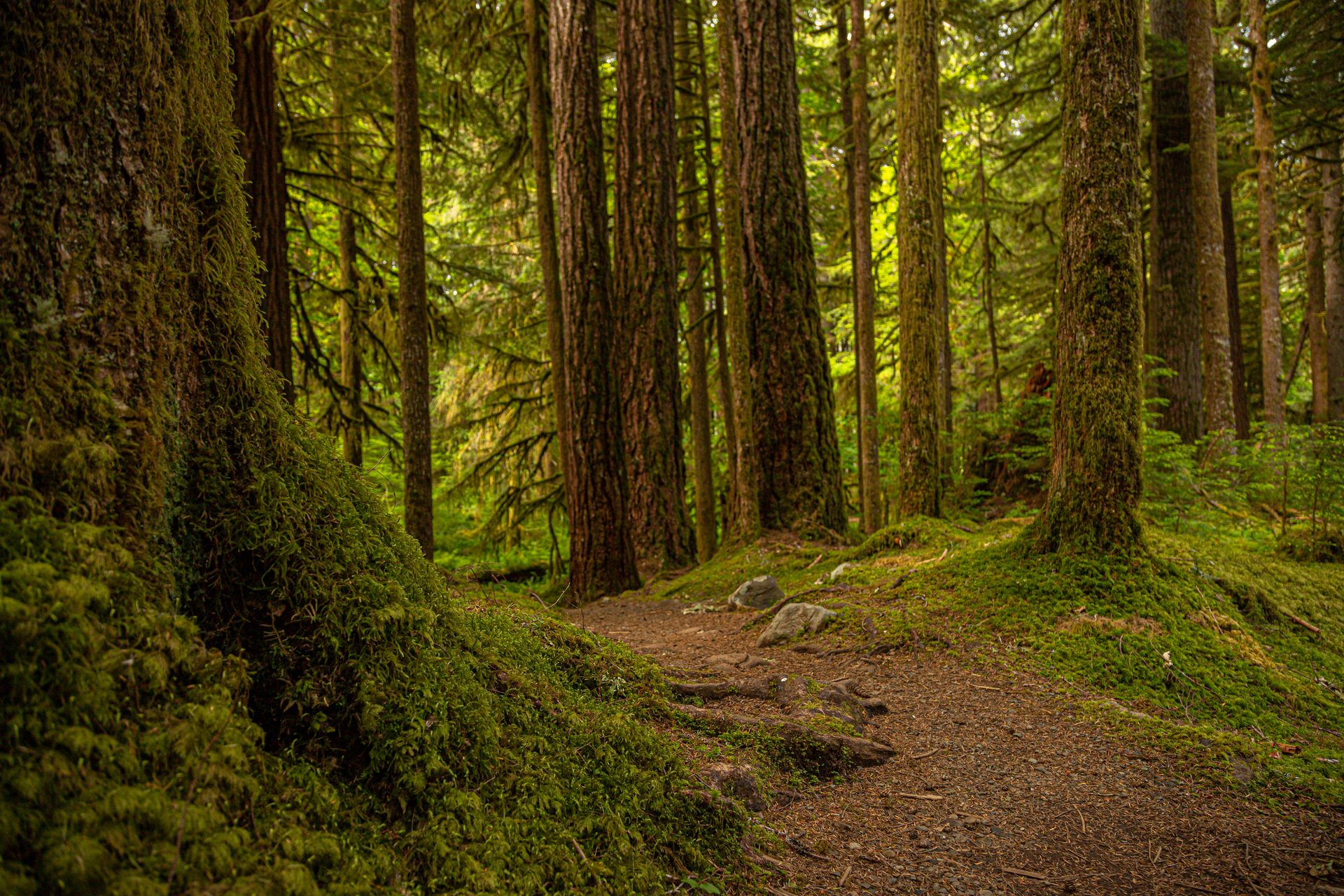 A sun-dappled dirt trail winding through towering old-growth forest along Sol Duc Road in Olympic National Park, Washington