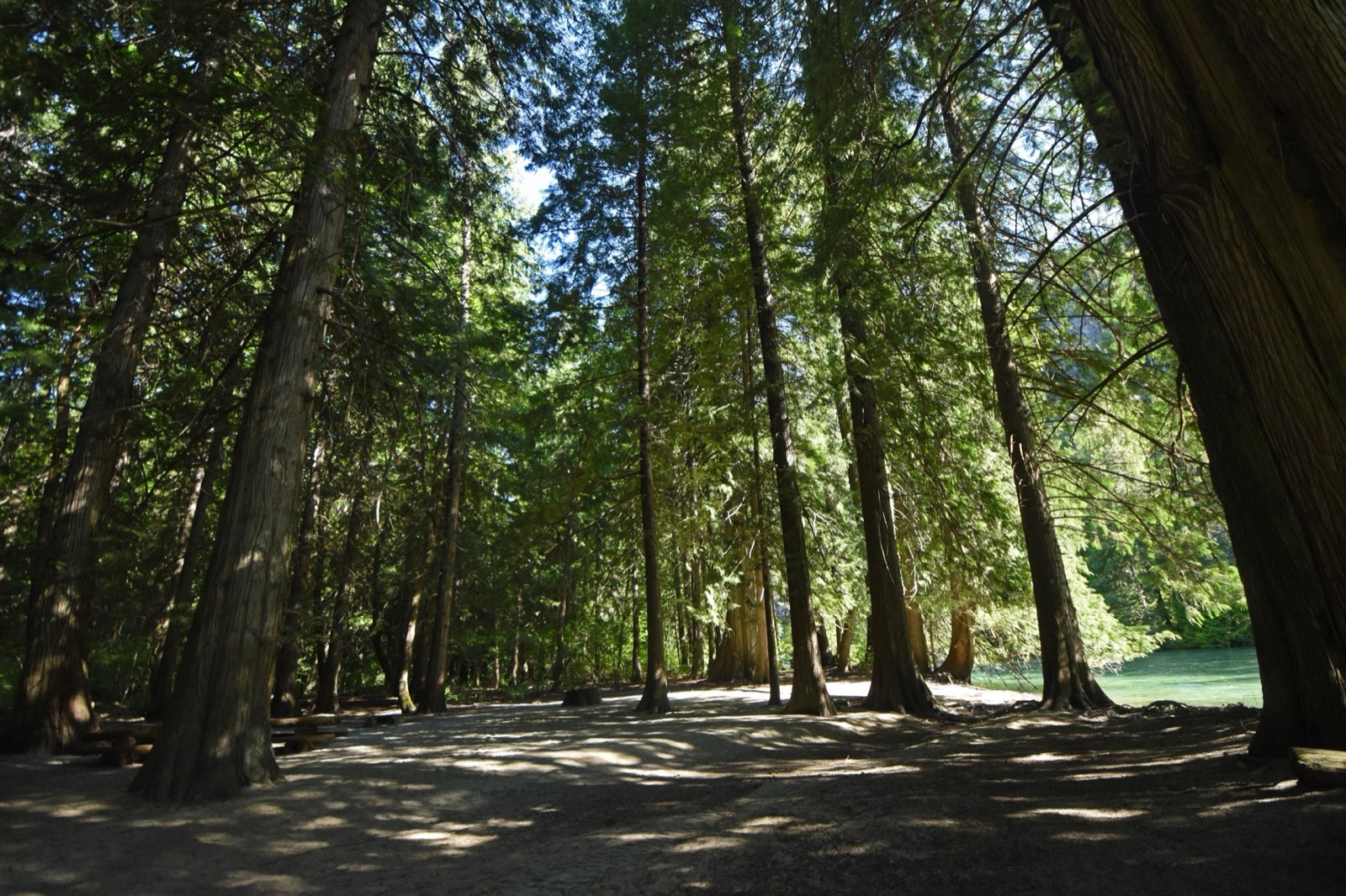 An open sunny forest near a green river.