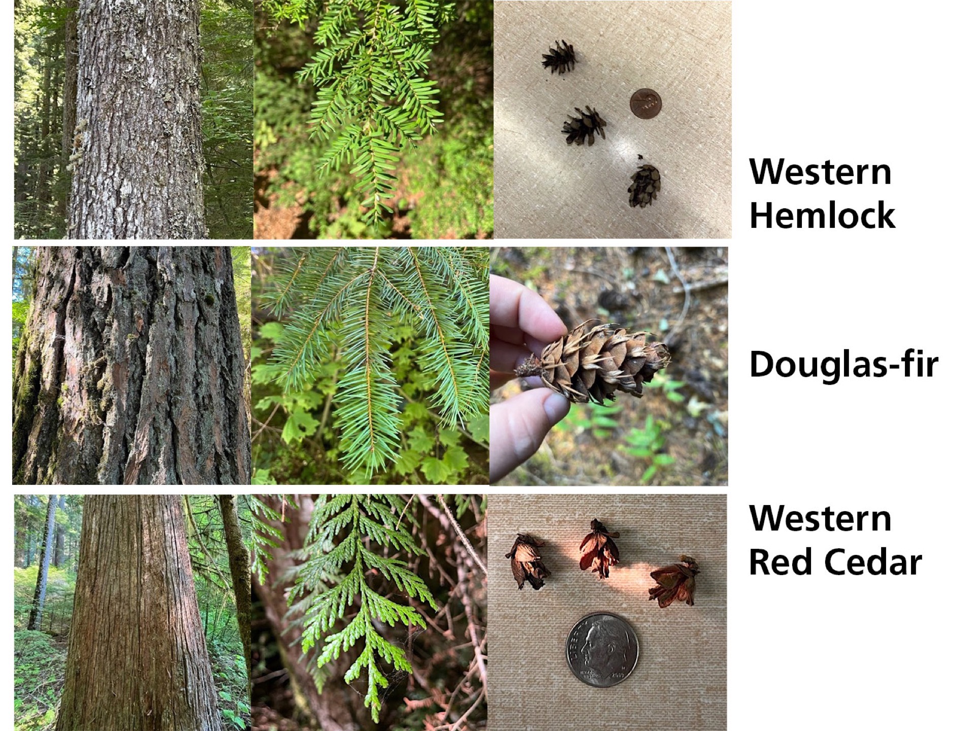 Collage of the differentiating bark, needles and cones for the 3 conifer trees.