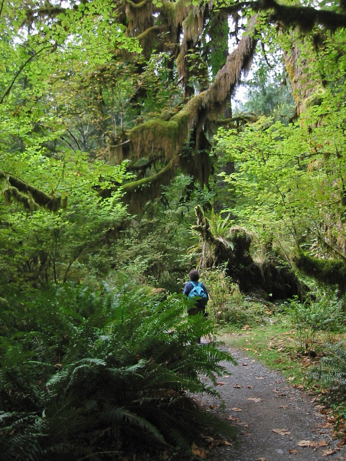 Hiker on the Hoh River Trail in Olympic National Park, Washington, surrounded by vine maple, sword ferns, and moss-draped bigleaf maple trees