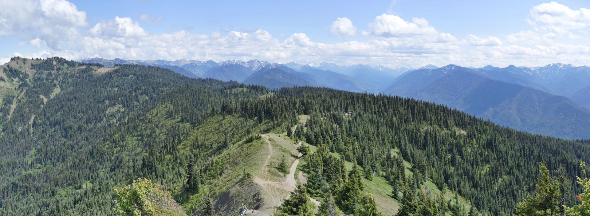 Alpine meadow and Olympic Mountain peaks viewed from Hurricane Ridge in Olympic National Park, Washington, under a clear summer sky