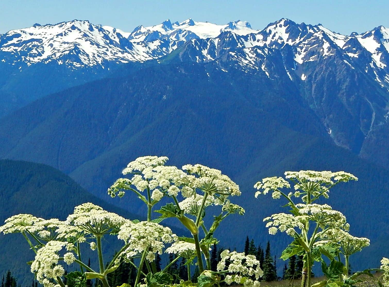 Mount Olympus and the snowcapped Olympic Mountains seen from Hurricane Ridge with cow parsnip in bloom