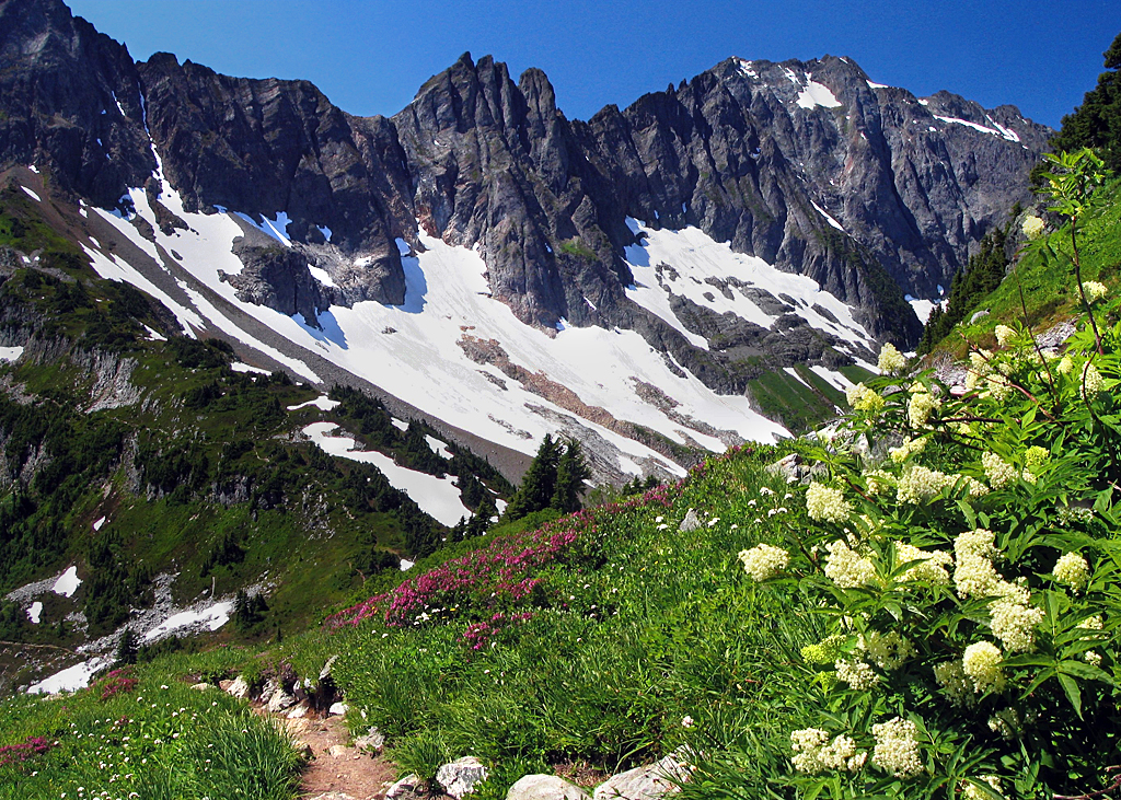 Wildflowers blooming along Sahale Arm trail in North Cascades National Park, Washington, with jagged glaciated peaks of The Triplets rising in the background