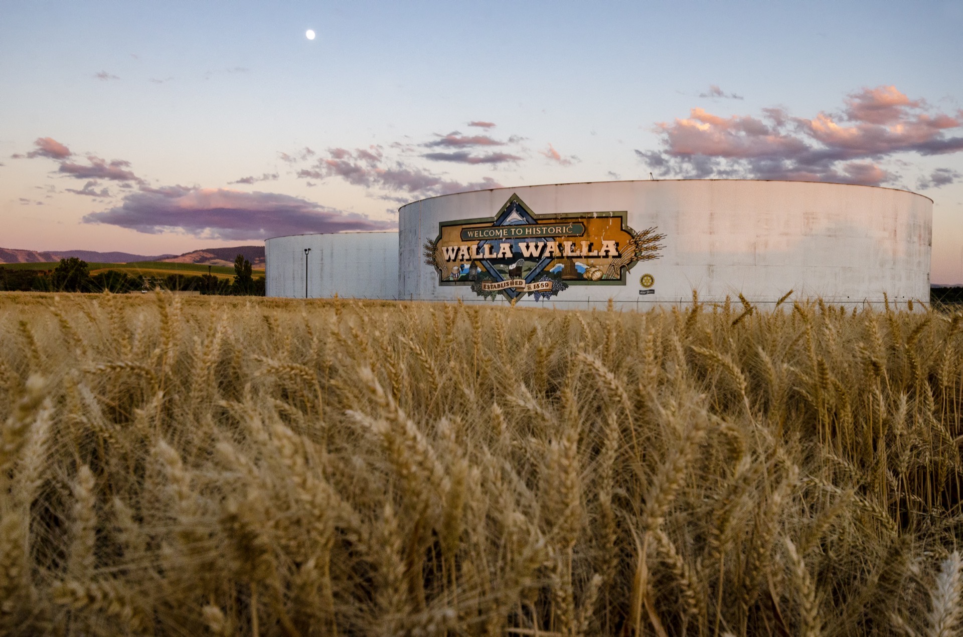Golden wheat field stretching across the Walla Walla Valley